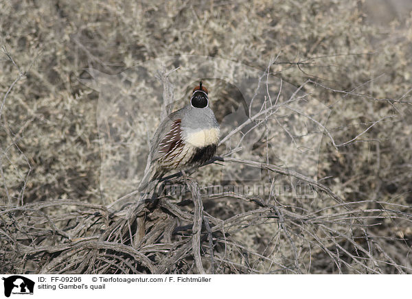 sitting Gambel's quail / FF-09296