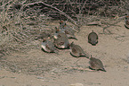 Gambel's quails
