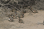 Gambel's quails