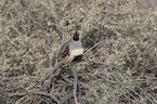 sitting Gambel's quail