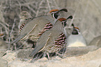 Gambel's quails