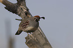 sitting Gambel's quail