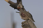 sitting Gambel's quail