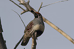 sitting Gambel's quail