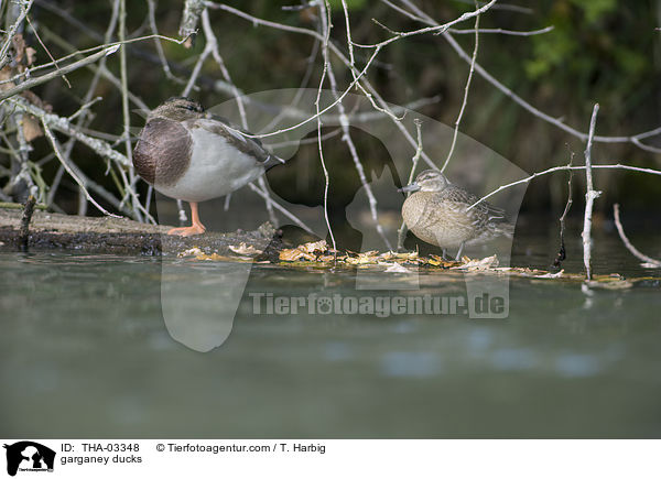 garganey ducks / THA-03348