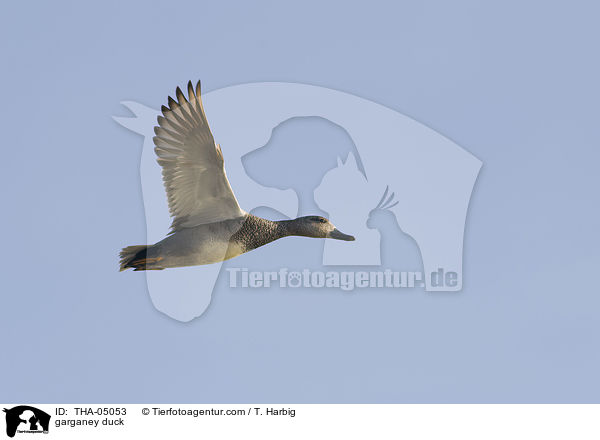 Knkente / garganey duck / THA-05053