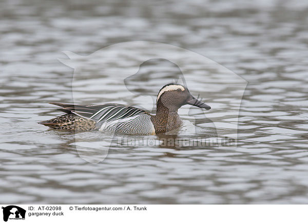 garganey duck / AT-02098