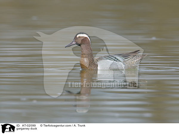 garganey duck / AT-02099