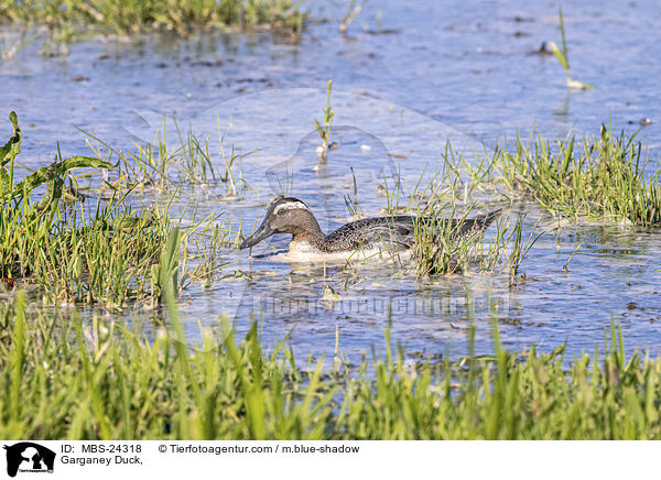 Knkente / Garganey Duck, / MBS-24318