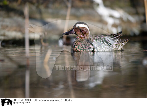 Knkente / garganey duck / THA-09701