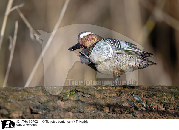 Knkente / garganey duck / THA-09702