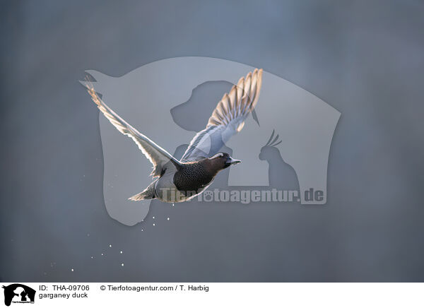 Knkente / garganey duck / THA-09706