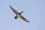 garganey duck