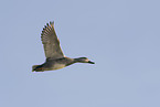 garganey duck