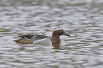 garganey duck