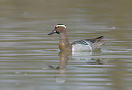 garganey duck