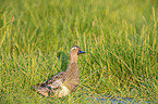 Garganey Duck,