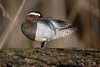 garganey duck