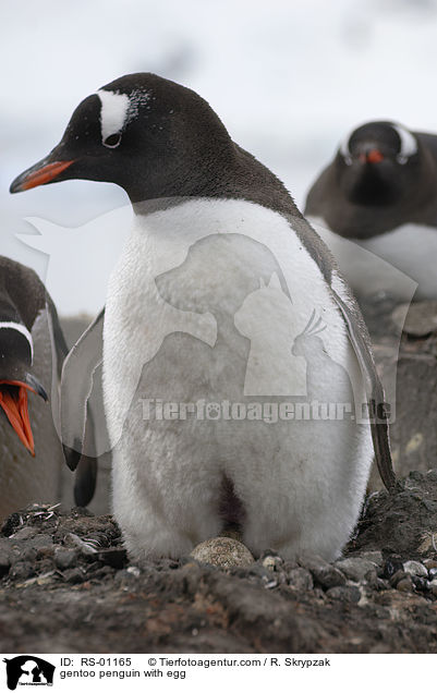 Eselspinguin mit Ei / gentoo penguin with egg / RS-01165