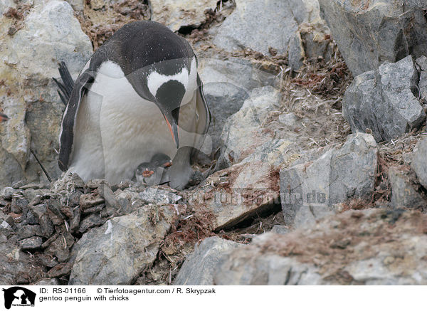 Eselspinguin mit Kcken / gentoo penguin with chicks / RS-01166