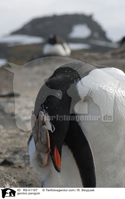 gentoo penguin / RS-01167