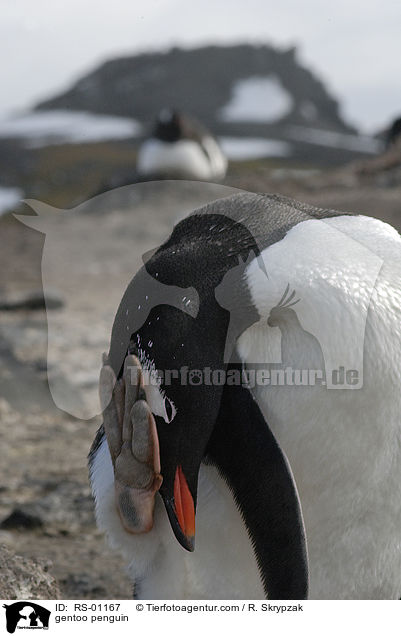Eselspinguin / gentoo penguin / RS-01167