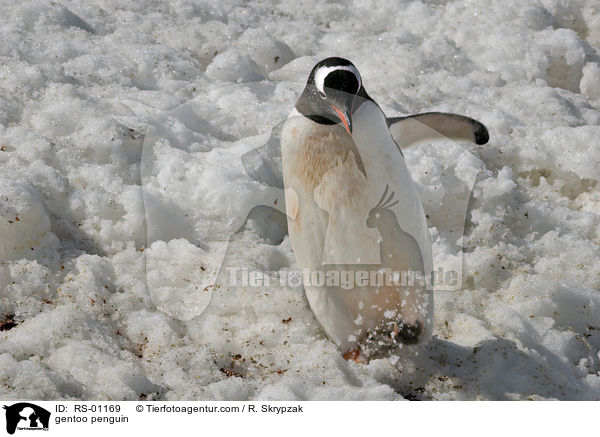 gentoo penguin / RS-01169