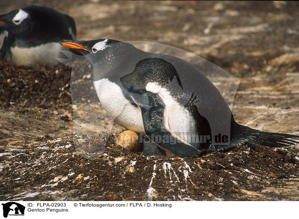 Gentoo Penguins / FLPA-02903