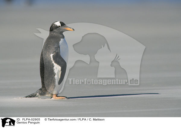 Eselspinguin / Gentoo Penguin / FLPA-02905