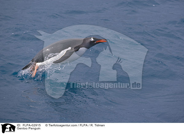 Gentoo Penguin / FLPA-02915