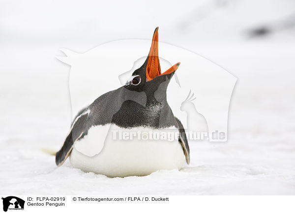 Gentoo Penguin / FLPA-02919