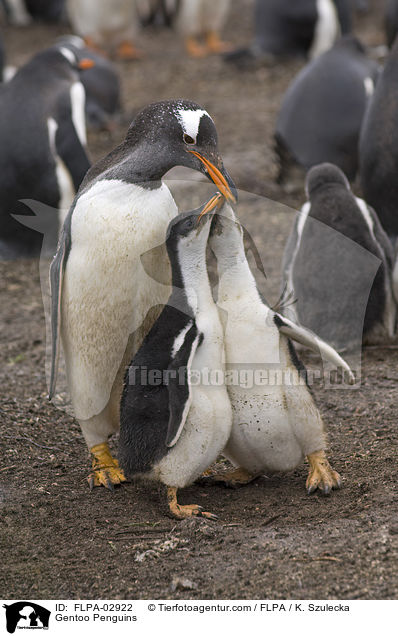 Eselspinguine / Gentoo Penguins / FLPA-02922