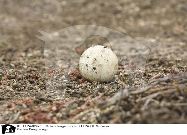 Eselspinguin Ei / Gentoo Penguin egg / FLPA-02923