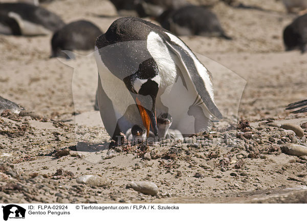 Gentoo Penguins / FLPA-02924