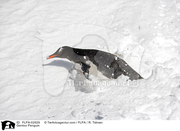 Gentoo Penguin / FLPA-02929