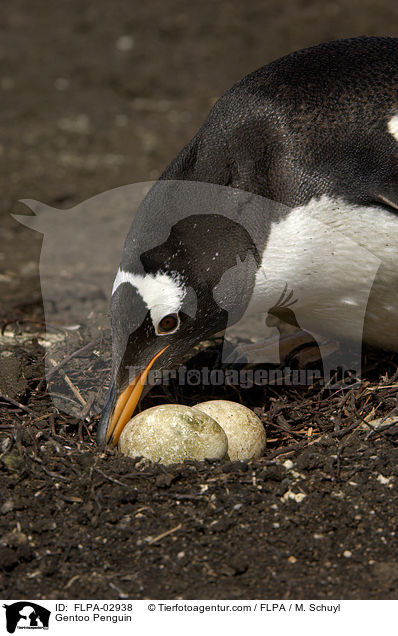 Eselspinguin / Gentoo Penguin / FLPA-02938