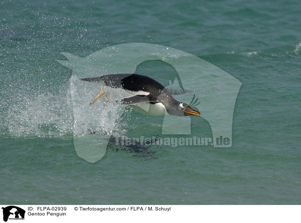 Gentoo Penguin / FLPA-02939