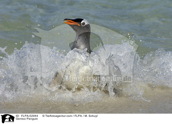 Gentoo Penguin / FLPA-02944