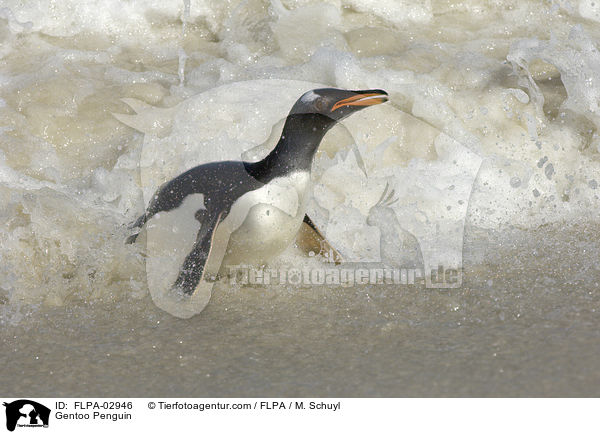 Eselspinguin / Gentoo Penguin / FLPA-02946