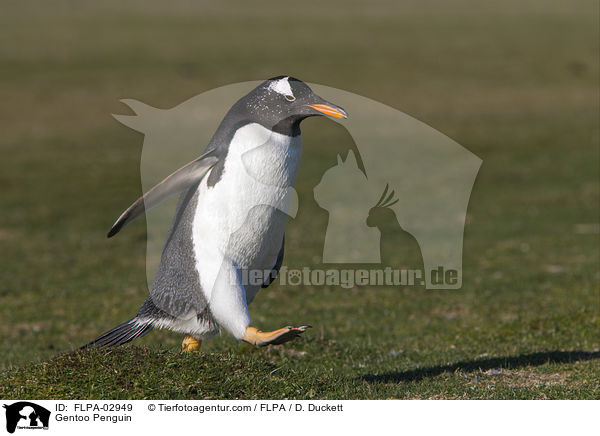 Gentoo Penguin / FLPA-02949