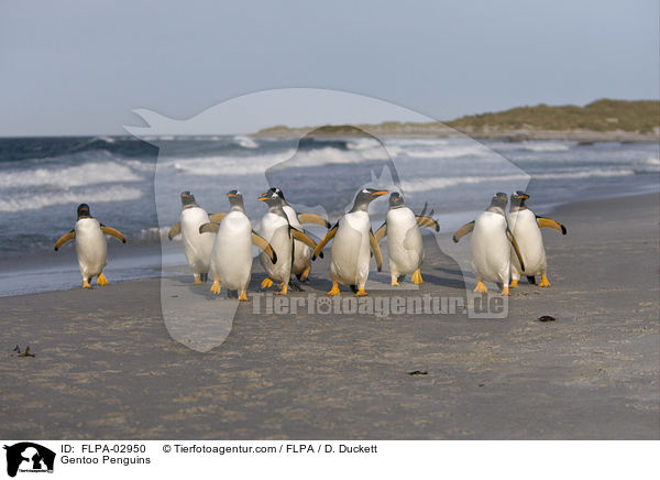 Gentoo Penguins / FLPA-02950