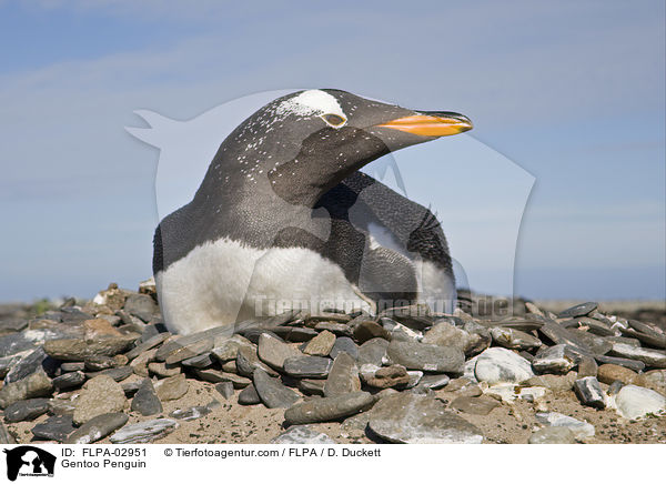 Gentoo Penguin / FLPA-02951