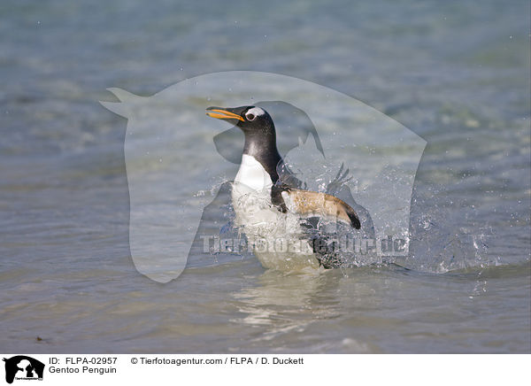 Eselspinguin / Gentoo Penguin / FLPA-02957