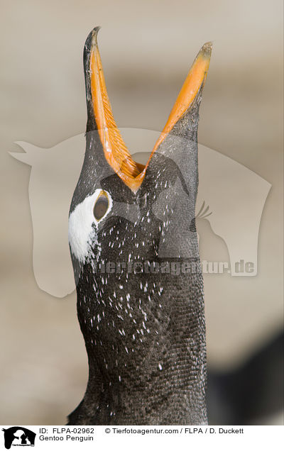 Gentoo Penguin / FLPA-02962