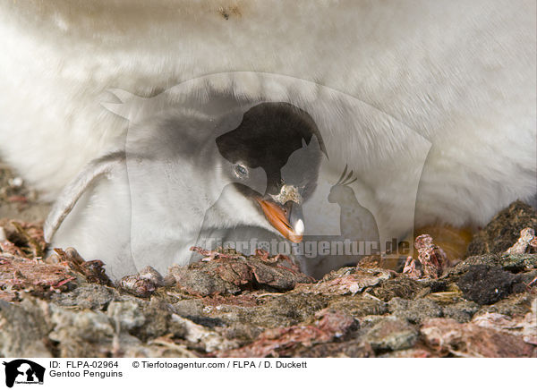 Eselspinguine / Gentoo Penguins / FLPA-02964