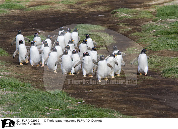 Gentoo Penguins / FLPA-02966