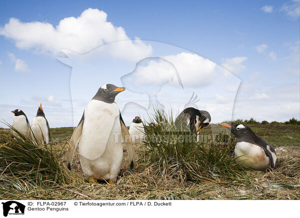Gentoo Penguins / FLPA-02967