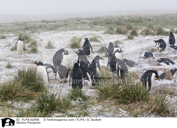 Eselspinguine / Gentoo Penguins / FLPA-02968