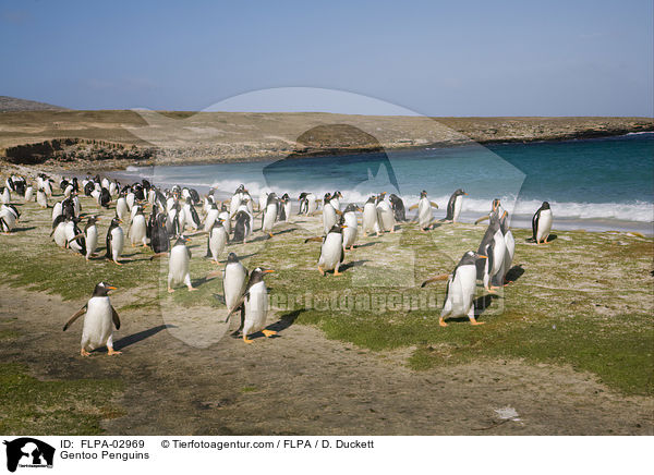 Gentoo Penguins / FLPA-02969