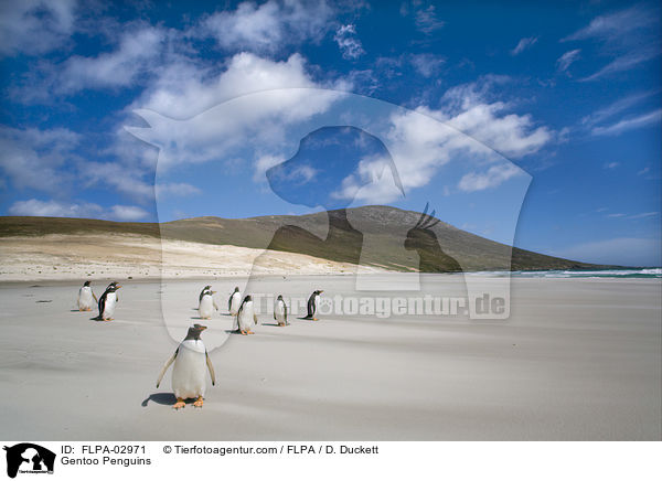 Eselspinguine / Gentoo Penguins / FLPA-02971
